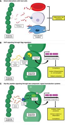 Streptococcal peptides and their roles in host-microbe interactions